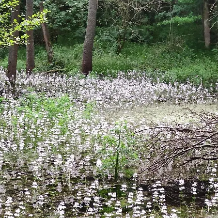 Holiday home Srokowski Dwor 1 - Stara Kuznia - Prywatna Sauna ! Srokowo