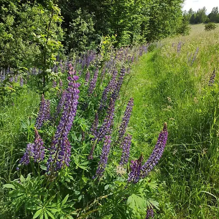Srokowski Dwor 1 - Stara Kuznia - Prywatna Sauna ! Srokowo