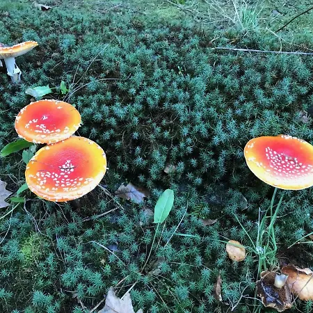 Srokowski Dwor 1 - Stara Kuznia - Prywatna Sauna ! *