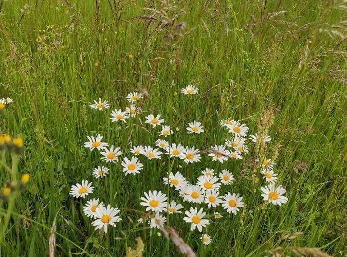 Srokowski Dwor 1 - Stara Kuznia - Prywatna Sauna ! * Srokowo