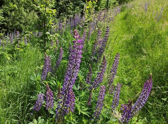 Holiday home Srokowski Dwor 1 - Stara Kuznia - Prywatna Sauna ! *